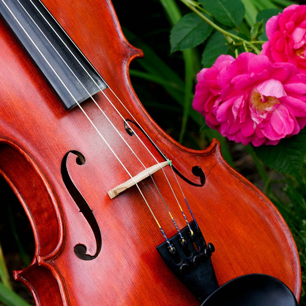 violin with rose